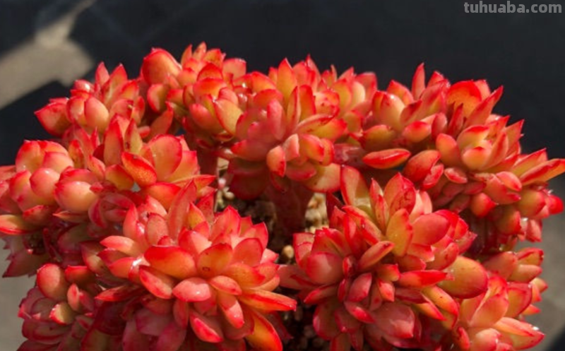 哪些多肉容易爆盆？我随便就能给你找出10来种，而且新老品种全有