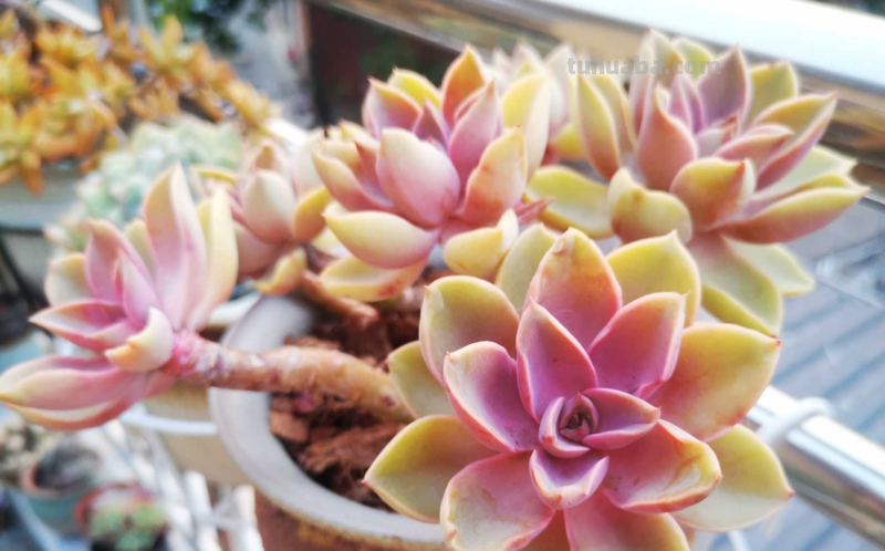 哪些多肉容易爆盆？我随便就能给你找出10来种，而且新老品种全有