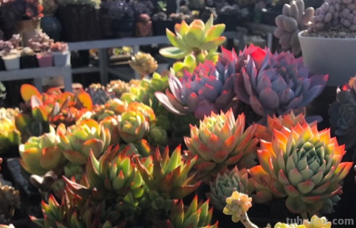 曾经风靡一时的10大“网红”多肉，我养了其中6种，你养过几种？