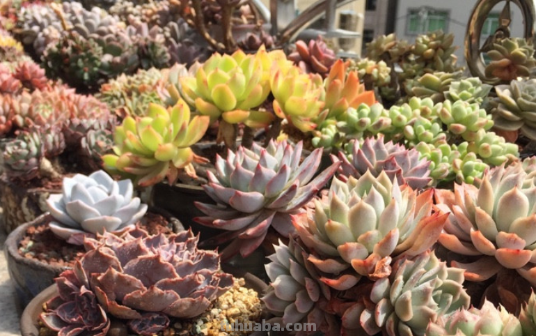 曾经风靡一时的10大“网红”多肉，我养了其中6种，你养过几种？