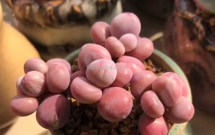 曾经风靡一时的10大“网红”多肉，我养了其中6种，你养过几种？