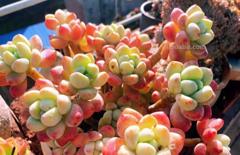 曾经风靡一时的10大“网红”多肉，我养了其中6种，你养过几种？