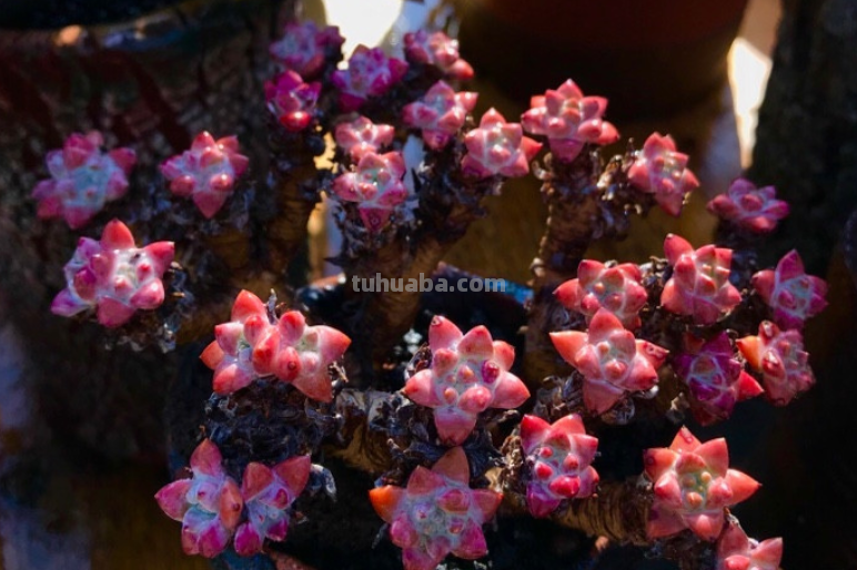 曾经风靡一时的10大“网红”多肉，我养了其中6种，你养过几种？