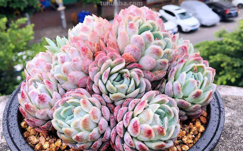 曾经风靡一时的10大“网红”多肉，我养了其中6种，你养过几种？