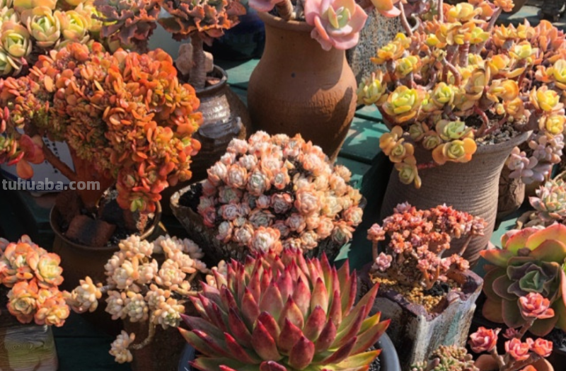 多肉无贵贱，这11个品种便宜又好养，若是喜欢，现在入手还来得及