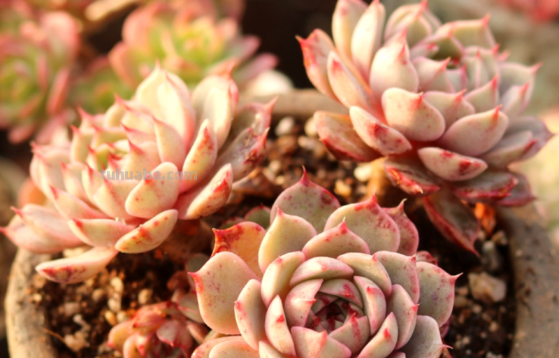 多肉无贵贱，这11个品种便宜又好养，若是喜欢，现在入手还来得及