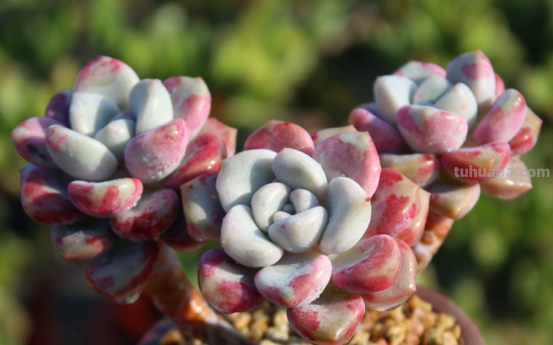 多肉无贵贱，这11个品种便宜又好养，若是喜欢，现在入手还来得及