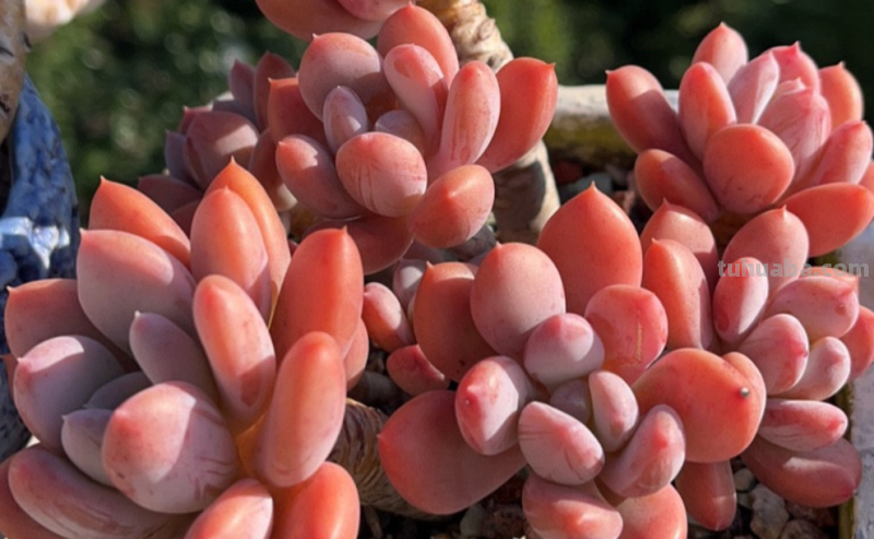 多肉无贵贱，这11个品种便宜又好养，若是喜欢，现在入手还来得及