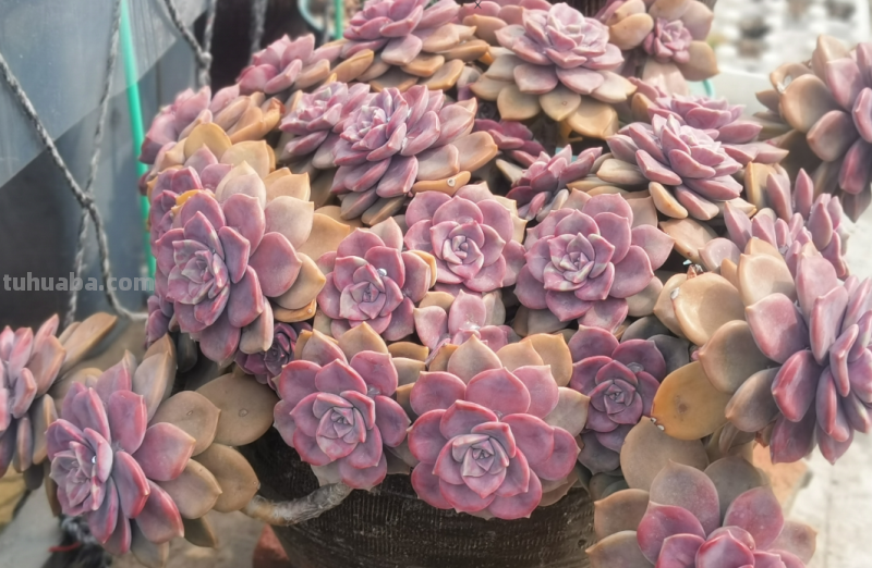 多肉无贵贱，这11个品种便宜又好养，若是喜欢，现在入手还来得及