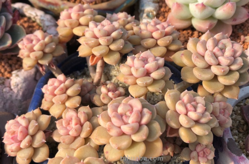 多肉无贵贱，这11个品种便宜又好养，若是喜欢，现在入手还来得及