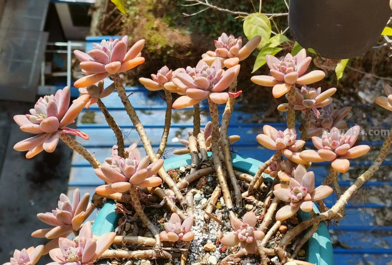 多肉无贵贱，这11个品种便宜又好养，若是喜欢，现在入手还来得及