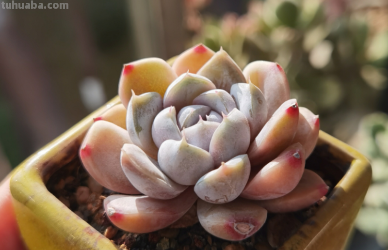 多肉无贵贱，这11个品种便宜又好养，若是喜欢，现在入手还来得及