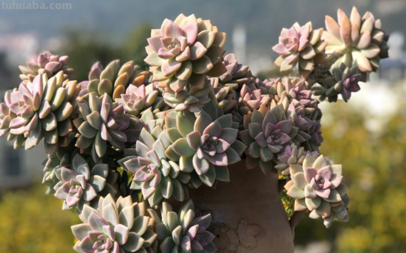 多肉无贵贱，这11个品种便宜又好养，若是喜欢，现在入手还来得及