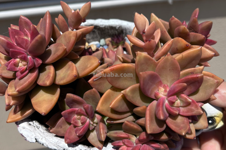 多肉无贵贱，这11个品种便宜又好养，若是喜欢，现在入手还来得及