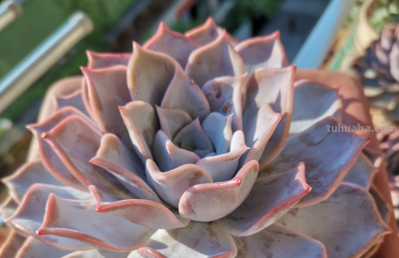 多肉无贵贱，这11个品种便宜又好养，若是喜欢，现在入手还来得及