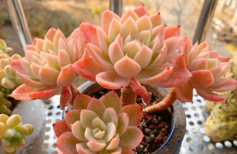 多肉无贵贱，这11个品种便宜又好养，若是喜欢，现在入手还来得及