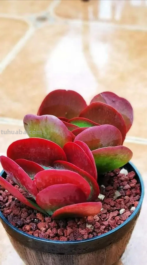 分享6款经典的多肉，每一种都适合新手，安全度夏状态美极了