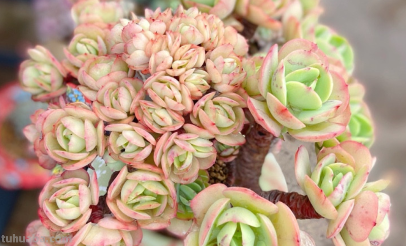 多肉无贵贱，这11个品种便宜又好养，若是喜欢，现在入手还来得及