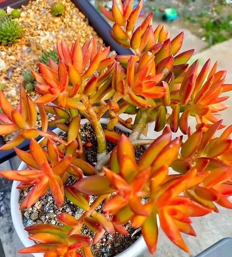 分享6款经典的多肉，每一种都适合新手，安全度夏状态美极了