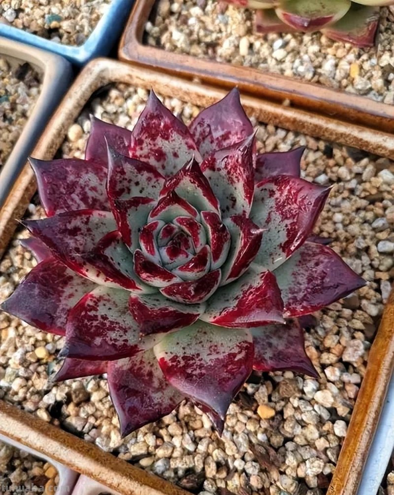 分享6款经典的多肉，每一种都适合新手，安全度夏状态美极了