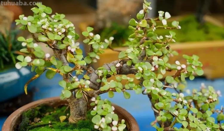 分享6款经典的多肉，每一种都适合新手，安全度夏状态美极了