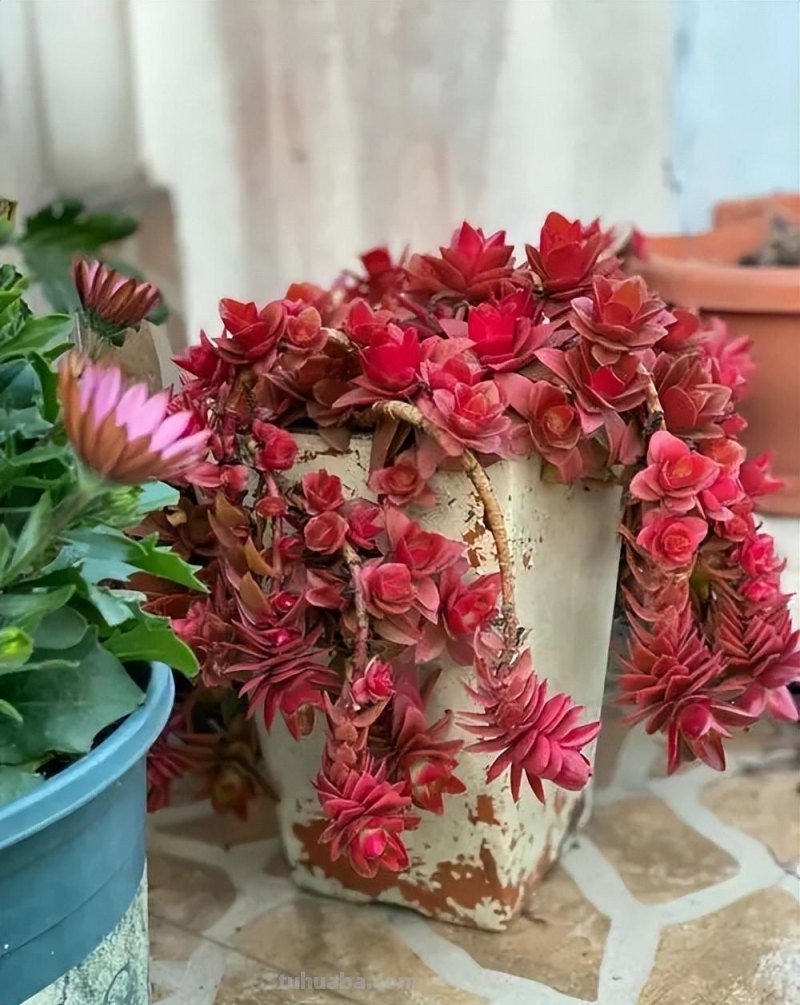 分享6款经典的多肉，每一种都适合新手，安全度夏状态美极了