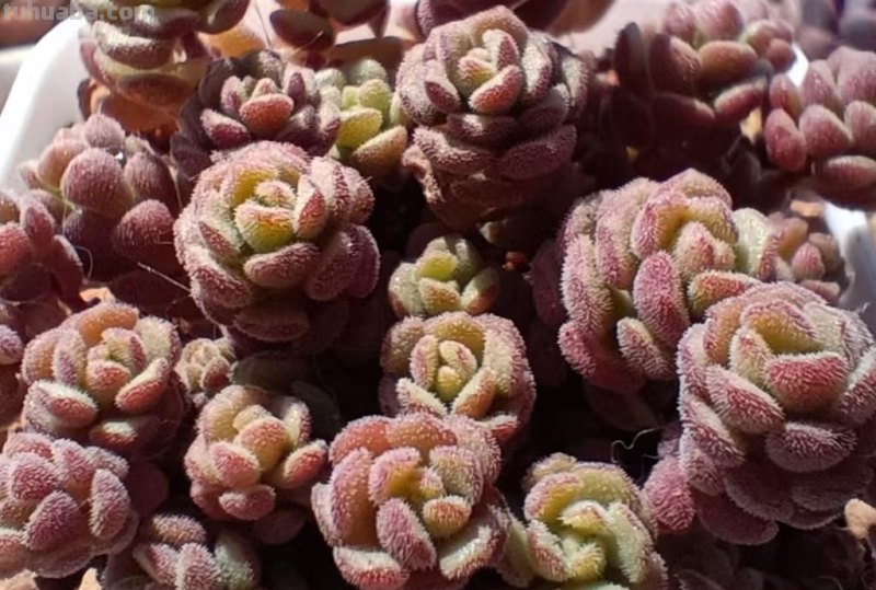 8种多肉养出状态绝美，还十分好辨认，让人很难不喜欢