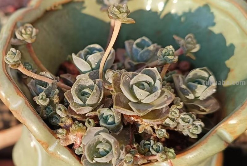 8种多肉养出状态绝美，还十分好辨认，让人很难不喜欢