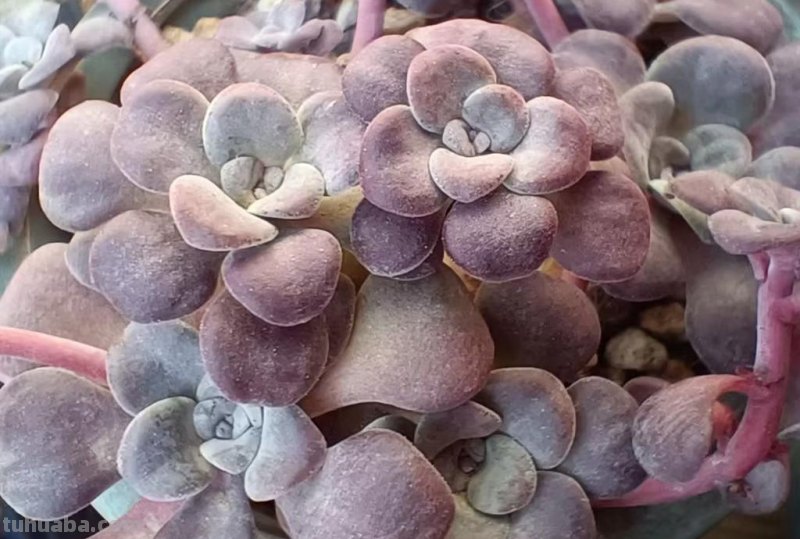 8种多肉养出状态绝美，还十分好辨认，让人很难不喜欢