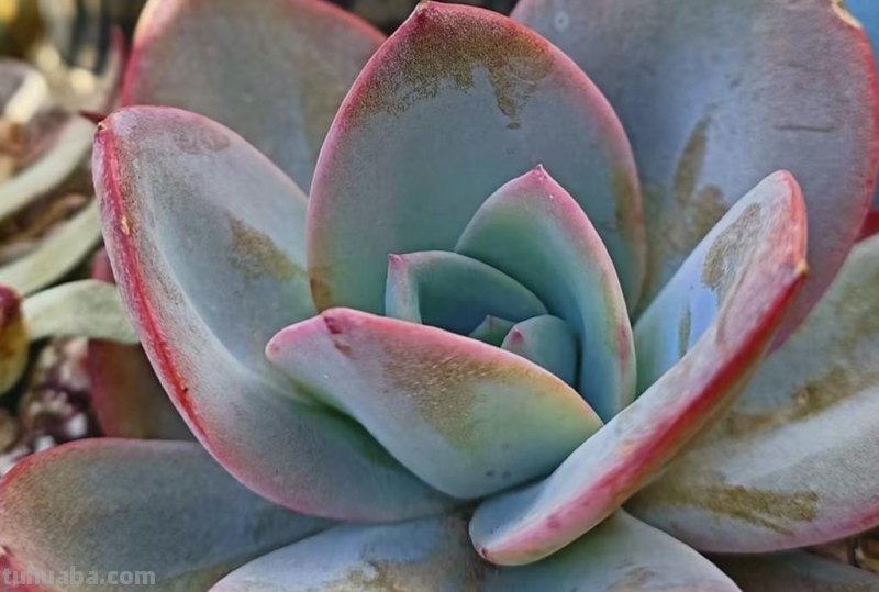 8种多肉养出状态绝美，还十分好辨认，让人很难不喜欢