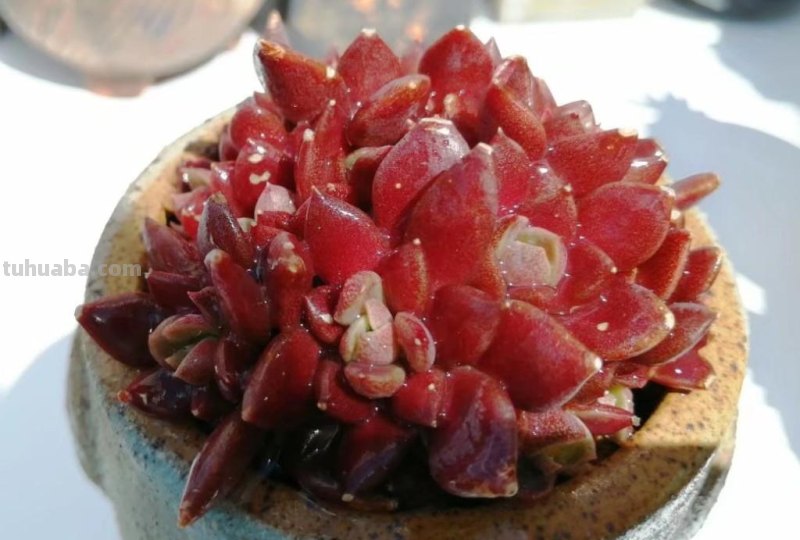 8种多肉养出状态绝美，还十分好辨认，让人很难不喜欢