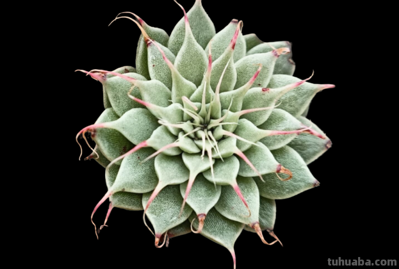 8种多肉养出状态绝美，还十分好辨认，让人很难不喜欢