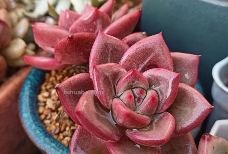 8种多肉养出状态绝美，还十分好辨认，让人很难不喜欢