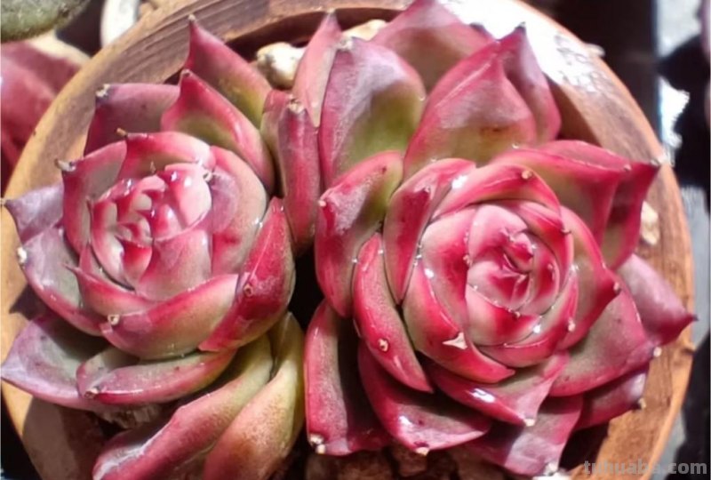 8种多肉养出状态绝美，还十分好辨认，让人很难不喜欢