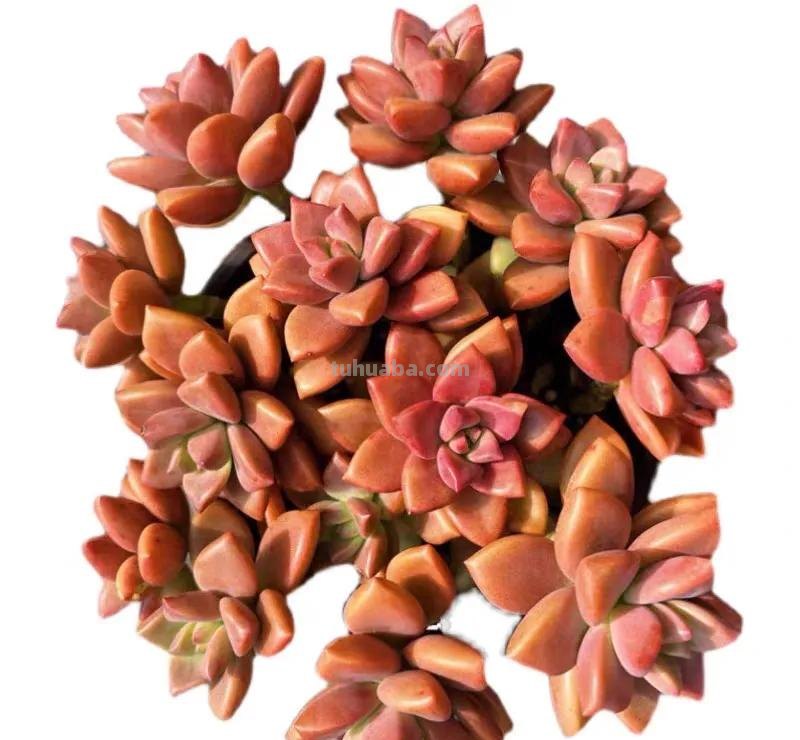 7款多肉是“富贵命”，大盆一养就“满盆”，太能生了