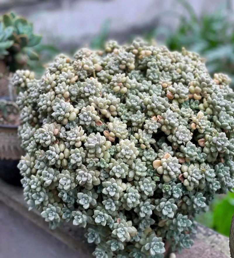 7款多肉是“富贵命”，大盆一养就“满盆”，太能生了