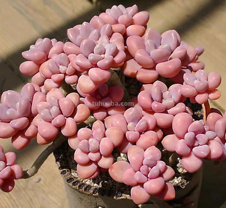 7款多肉是“富贵命”，大盆一养就“满盆”，太能生了