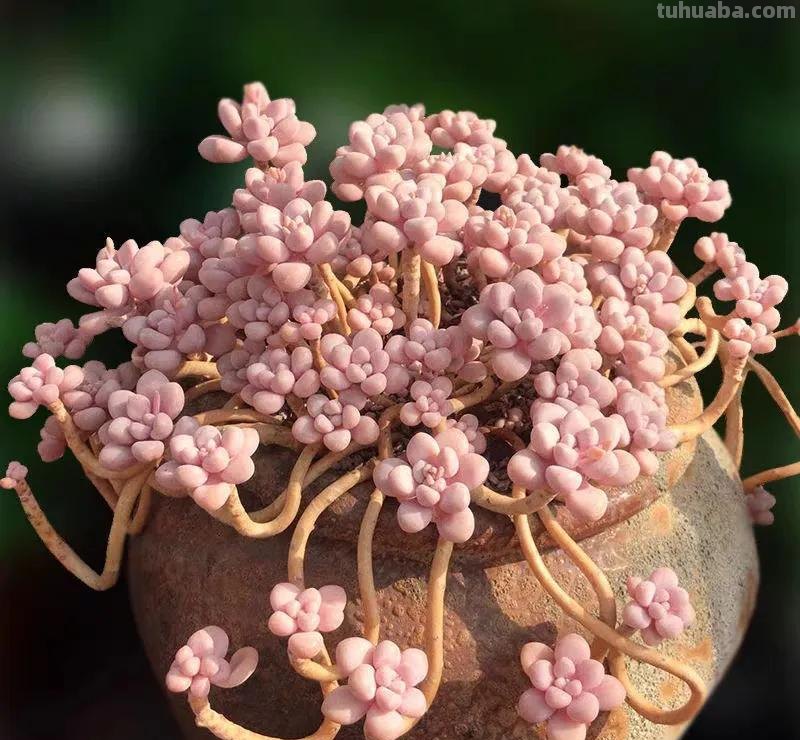 7款多肉是“富贵命”，大盆一养就“满盆”，太能生了