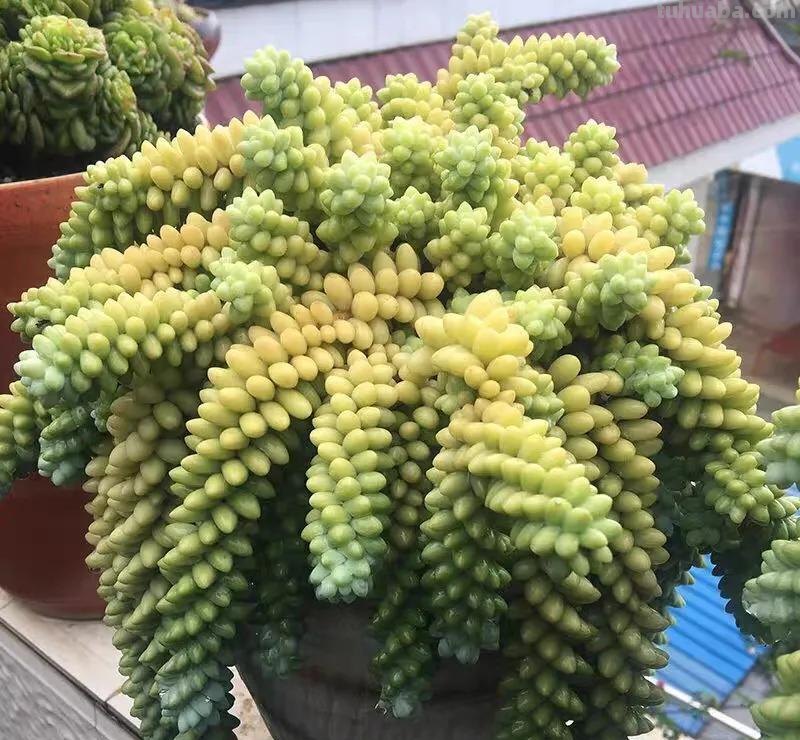 7款多肉是“富贵命”，大盆一养就“满盆”，太能生了