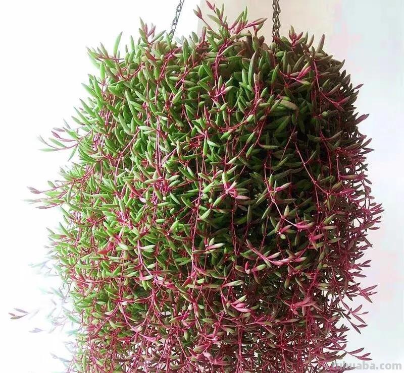 7款多肉是“富贵命”，大盆一养就“满盆”，太能生了