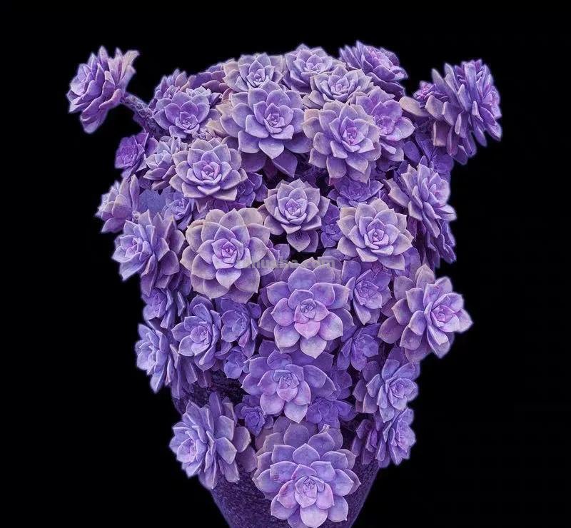 7款多肉是“富贵命”，大盆一养就“满盆”，太能生了