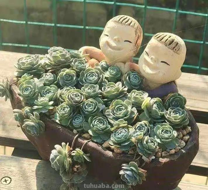 7款多肉是“富贵命”，大盆一养就“满盆”，太能生了