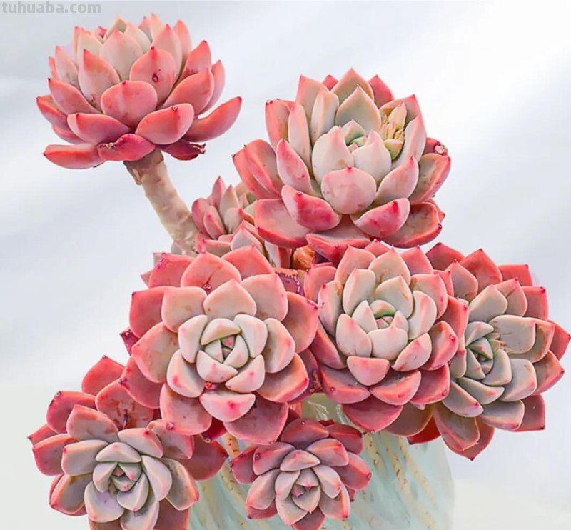 看一眼就喜欢的8种多肉，个个都是高颜值，关键是好养护