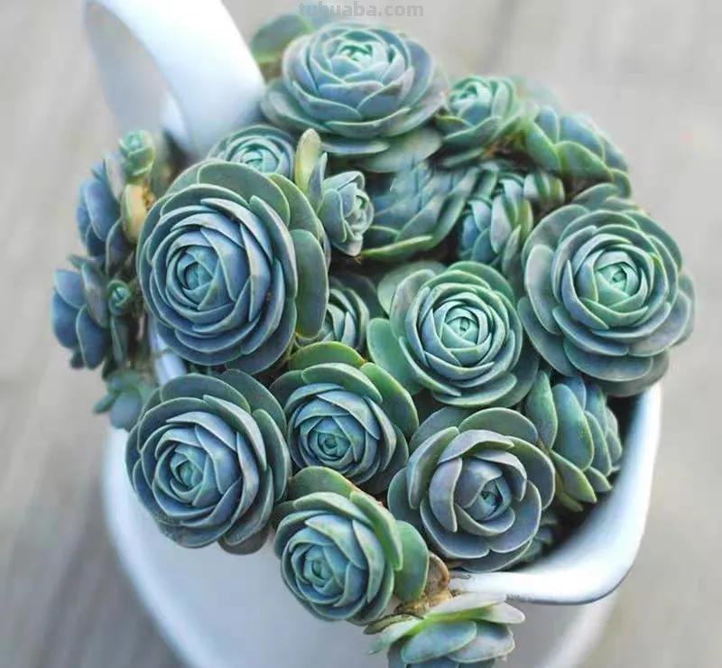 7款多肉是“富贵命”，大盆一养就“满盆”，太能生了