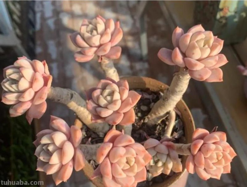 看一眼就喜欢的8种多肉，个个都是高颜值，关键是好养护