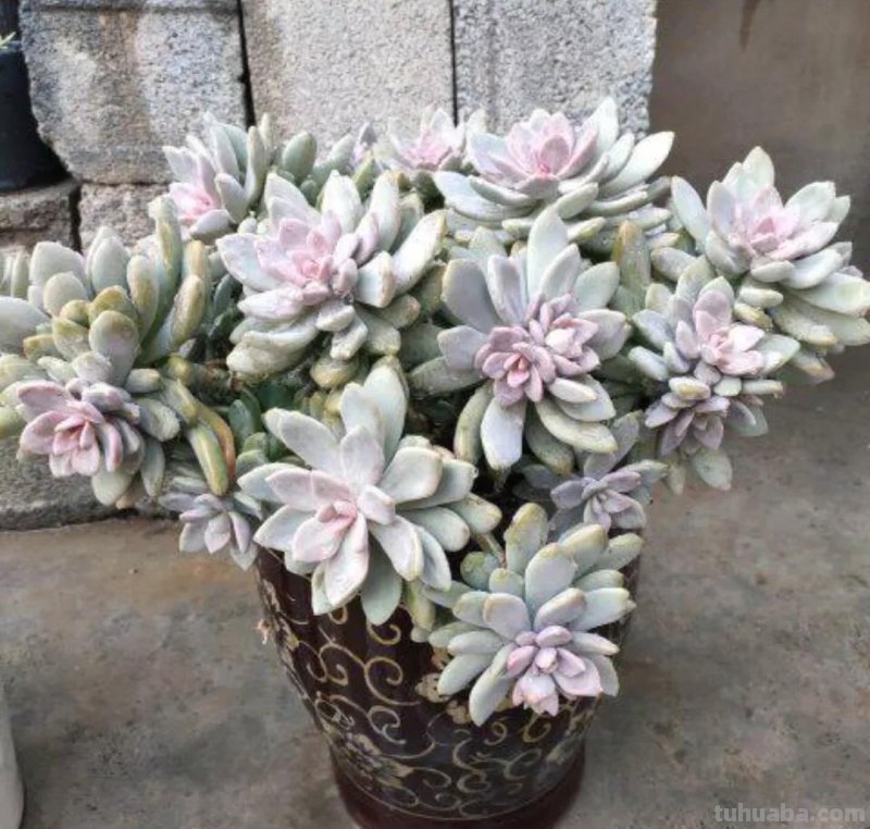 看一眼就喜欢的8种多肉，个个都是高颜值，关键是好养护