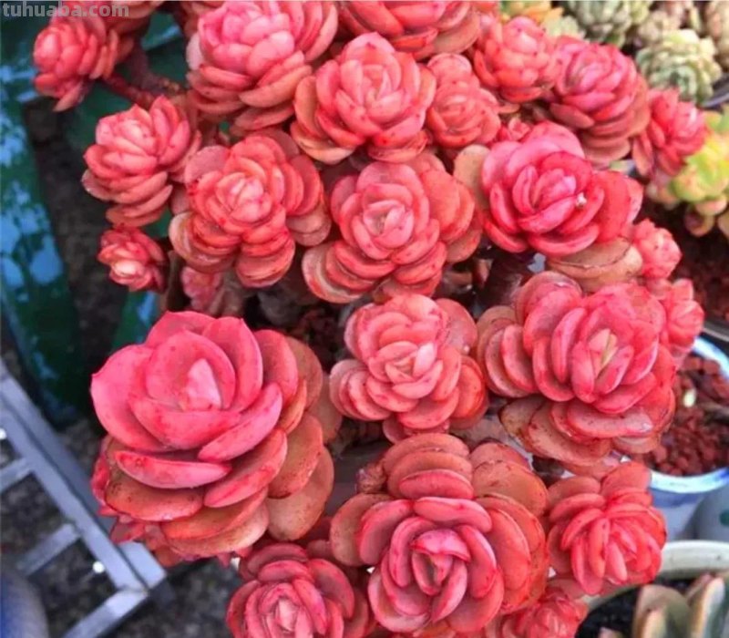 看一眼就喜欢的8种多肉，个个都是高颜值，关键是好养护