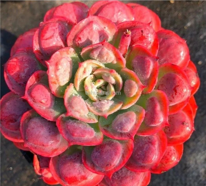 看一眼就喜欢的8种多肉，个个都是高颜值，关键是好养护