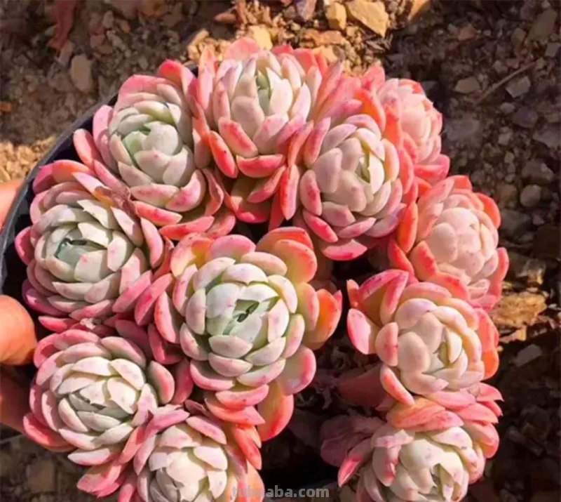 看一眼就喜欢的8种多肉，个个都是高颜值，关键是好养护