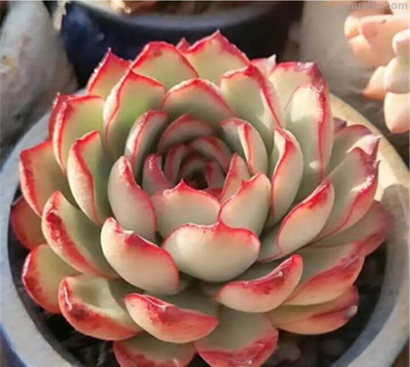 看一眼就喜欢的8种多肉，个个都是高颜值，关键是好养护